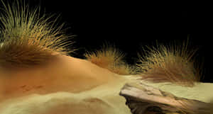 Desert Dunesand Grass PNG image with transparent background