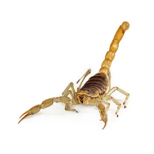 Desert Scorpion Isolatedon White PNG Image