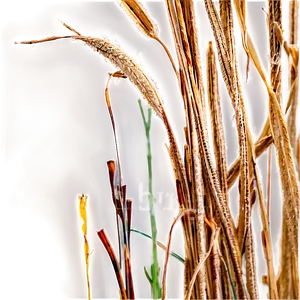 Desiccated Grass Texture Png Hbn93 PNG Image