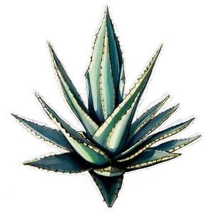 Detailed Agave Drawing Png Hfo PNG Image