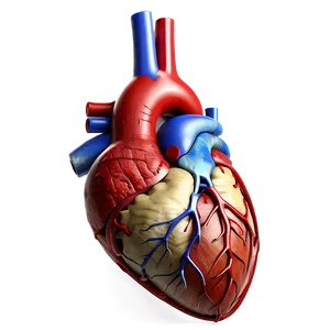 Detailed Anatomical Heart Art Png Bqf81 PNG Image