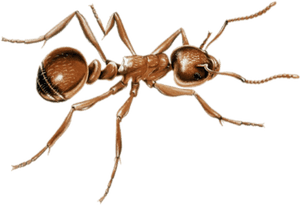 Ant Png Image - Transparent Ant High Resolution, Png Download PNG image with transparent background