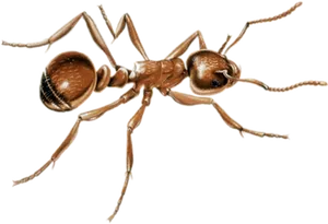 Detailed Ant Illustration PNG Image