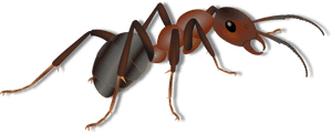 Carpenter Ants Control And - Ant For Kids, HD Png Download PNG image with transparent background