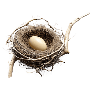 Detailed Bird Nest PNG 83 PNG