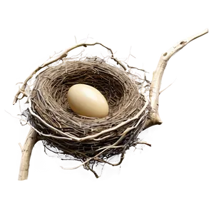 Detailed Bird Nest Png 83 PNG Image