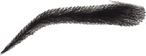 Detailed Black Eyebrow Illustration PNG image with transparent background