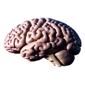 Detailed Brain Outline Png Ubh96 PNG Image