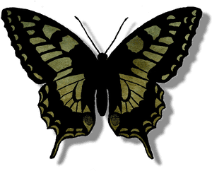 Transparent Butterfly Silhouette Png - Butterfly Outline Png, Png Download PNG image with transparent background