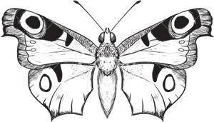 Butterfly Outline Pattern, HD Png Download PNG image with transparent background