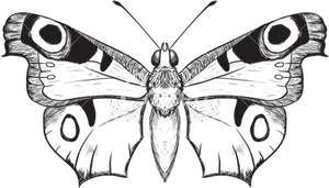 Detailed Butterfly Outline PNG Image