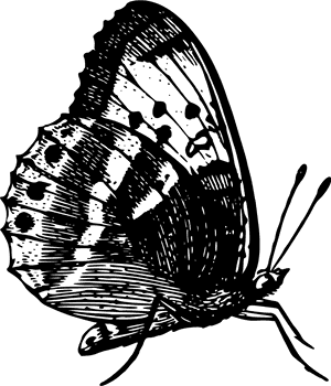 All Photo Png Clipart, Transparent Png PNG image with transparent background