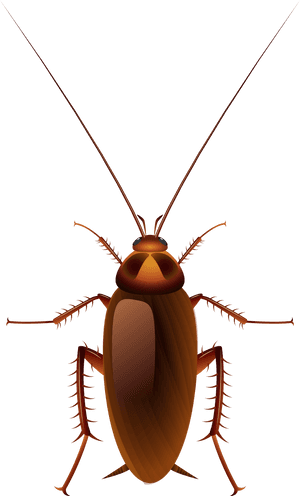 Detailed Cockroach Illustration PNG