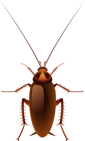 Detailed Cockroach Illustration PNG Image