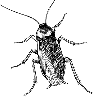Detailed Cockroach Illustration PNG