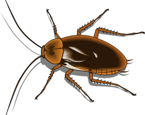 Detailed Cockroach Illustration.png PNG