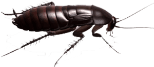 Detailed Cockroach Illustration PNG