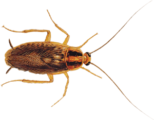 Net-winged Insects, HD Png Download PNG