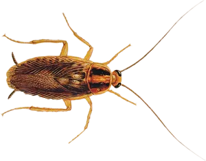 Detailed Cockroach Illustration PNG Image