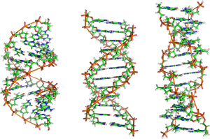 Detailed D N A Double Helix Structure PNG