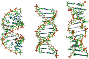 Detailed D N A Double Helix Structure PNG Image