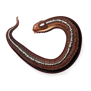 Detailed Earthworm Drawing Png Ley8 PNG Image