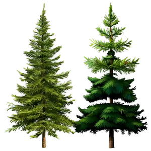 Detailed Evergreen Tree Png 06212024 PNG Image