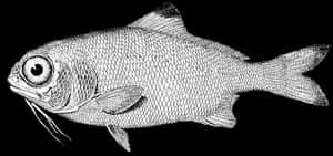 Detailed Fish Illustration Black Background PNG image with transparent background