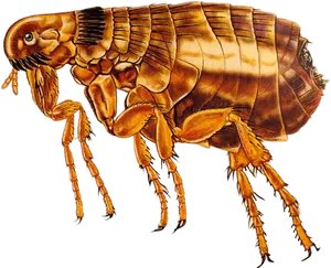 Detailed Flea Illustration.png PNG Image