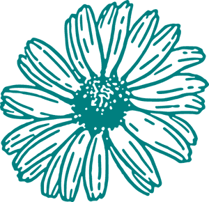 Daisy, Flower, Outline, Floral, Blossom, Blooming - White Outline Flower Clipart, HD Png Download PNG image with transparent background