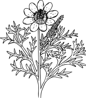 Wildflower Outline Png, Transparent Png PNG image with transparent background