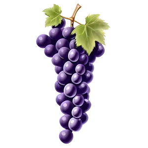 Detailed Grape Drawing Png 30 PNG Image