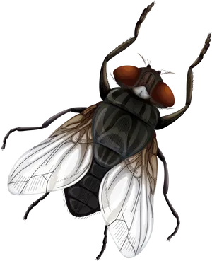 Detailed Housefly Illustration PNG Image