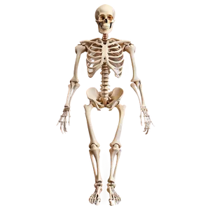 Detailed Human Anatomy Skeleton Png 06262024 PNG Image