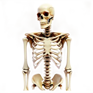 Detailed Human Skeleton Png 52 PNG Image