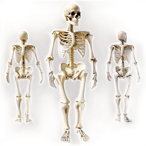 Detailed Human Skeleton Png Agg PNG Image