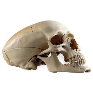 Detailed Human Skeleton Png Pyo PNG Image