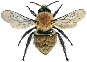 Detailed_ Illustration_of_ Bee PNG Image