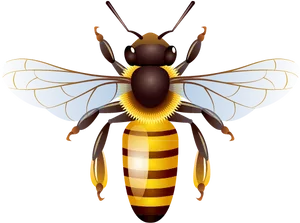 Detailed Illustrationof Bee PNG Image