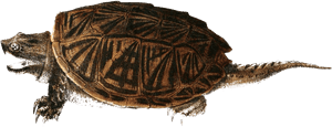 Detailed Illustrationof Turtle PNG image with transparent background