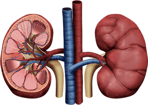 Thumb Image - Transparent Background Kidney Png, Png Download PNG with transparent background