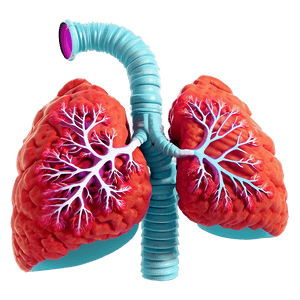 Detailed Lungs Diagram PNG 05232024 PNG image with transparent background