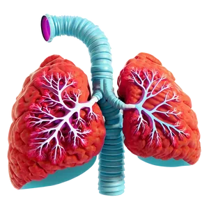 Detailed Lungs Diagram Png 05232024 PNG Image