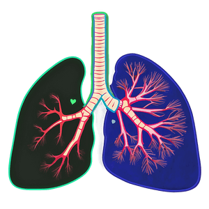 Detailed Lungs Diagram PNG 05232024 PNG image with transparent background