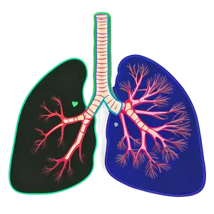 Detailed Lungs Diagram Png 05232024 PNG Image