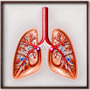 Detailed Lungs Diagram PNG 58 PNG image with transparent background
