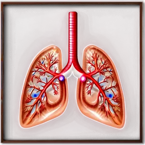 Detailed Lungs Diagram Png 58 PNG Image