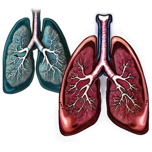 Detailed Lungs Diagram Png Gxs5 PNG Image