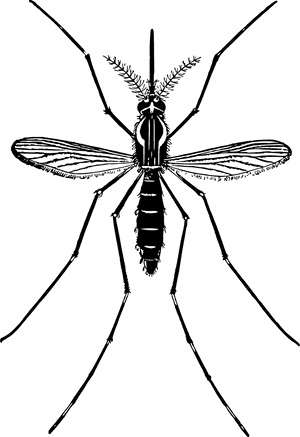 Mosquito Png Free Download - Mosquito Png, Transparent Png PNG image with transparent background