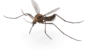 Mosquito Product Msds - Mosquito Fly Png, Transparent Png PNG image with transparent background